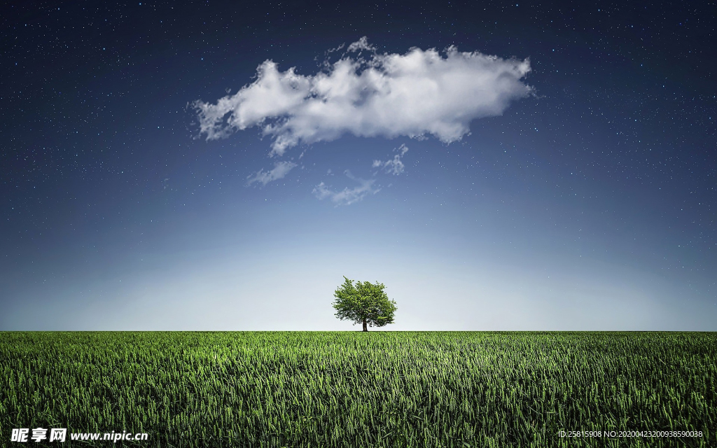 一棵树唯美图片