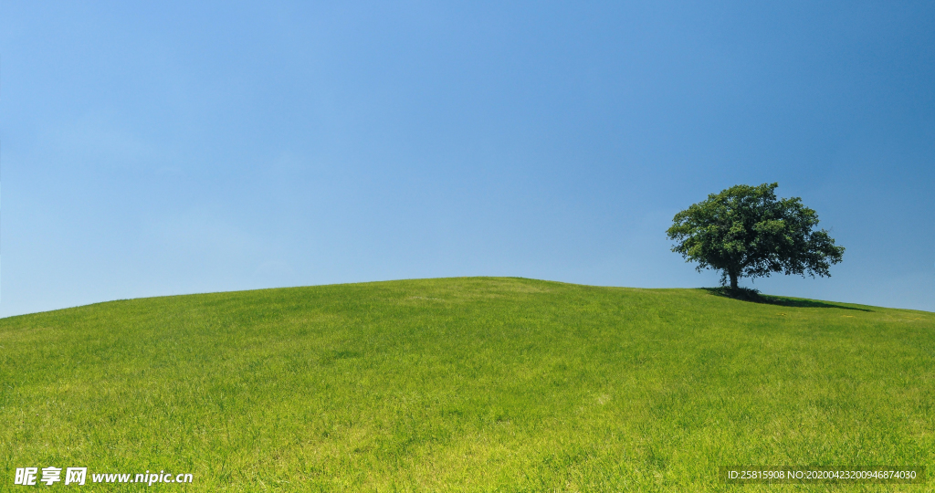 一棵树唯美图片