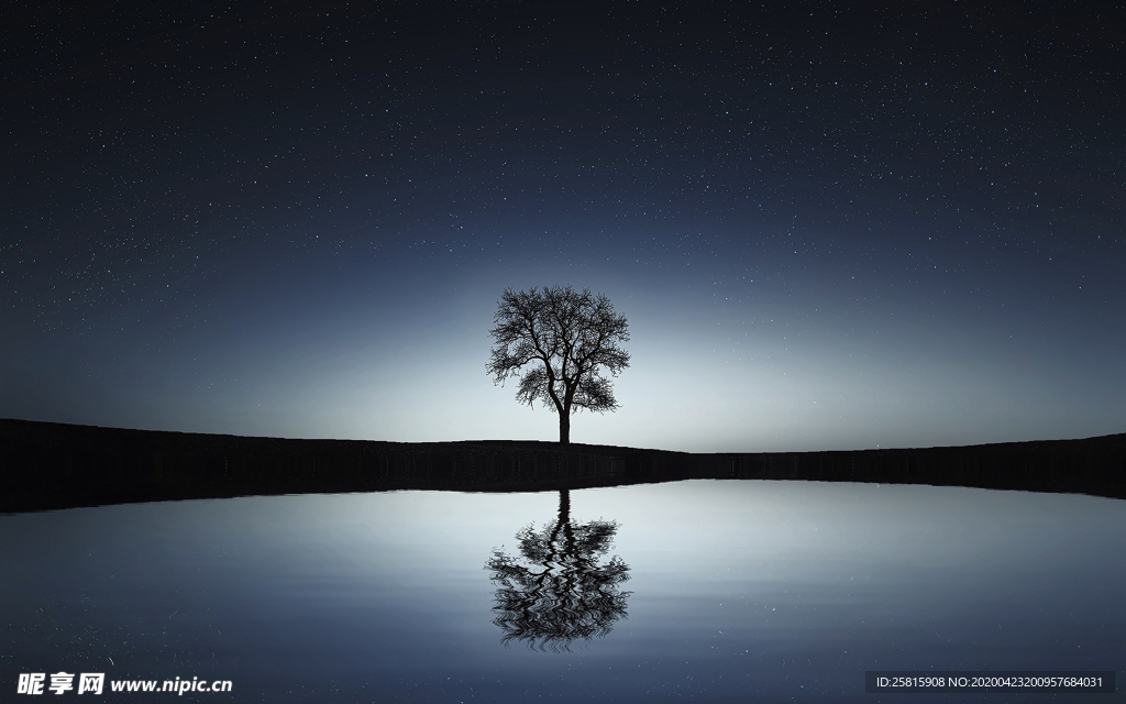 一棵树唯美图片