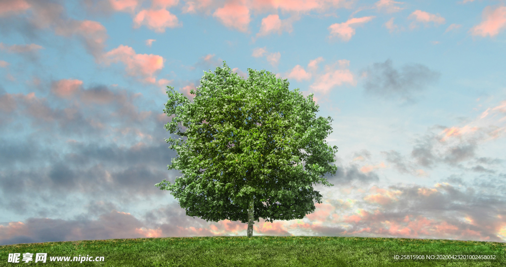 一棵树唯美图片