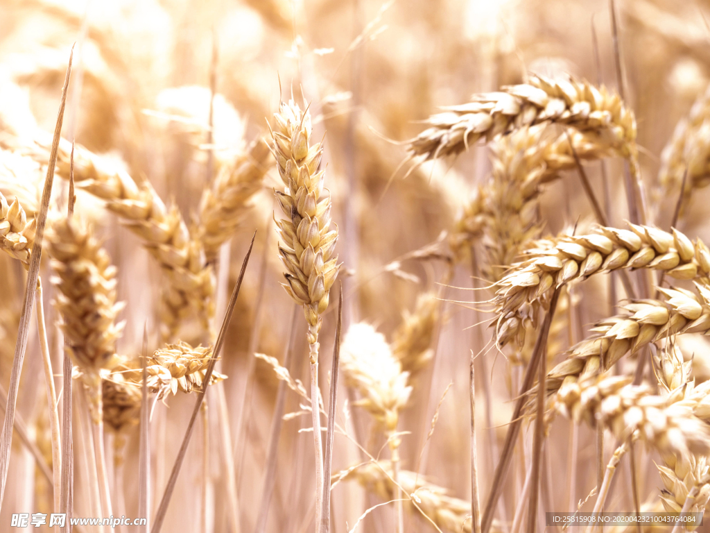 麦田稻田麦穗稻穗图片