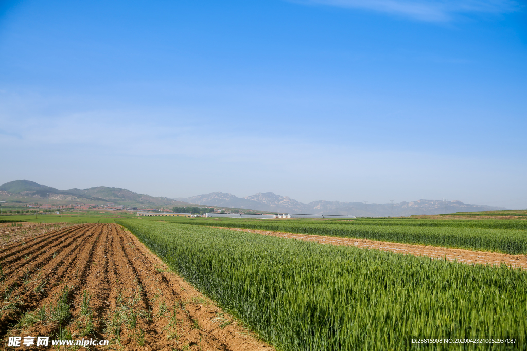 麦田稻田麦穗稻穗图片