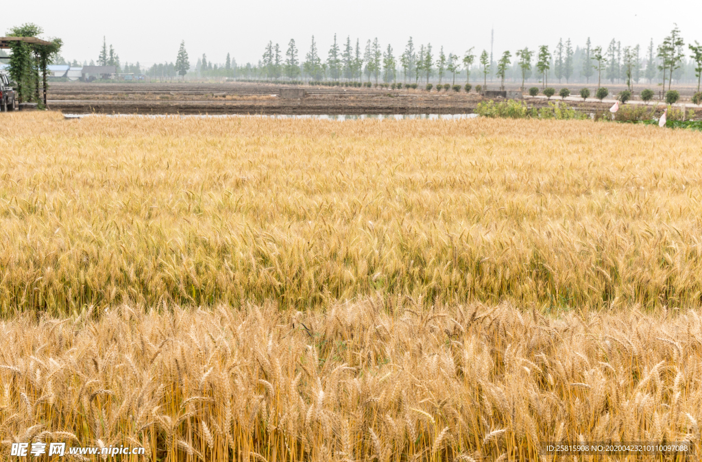 麦田稻田麦穗稻穗图片