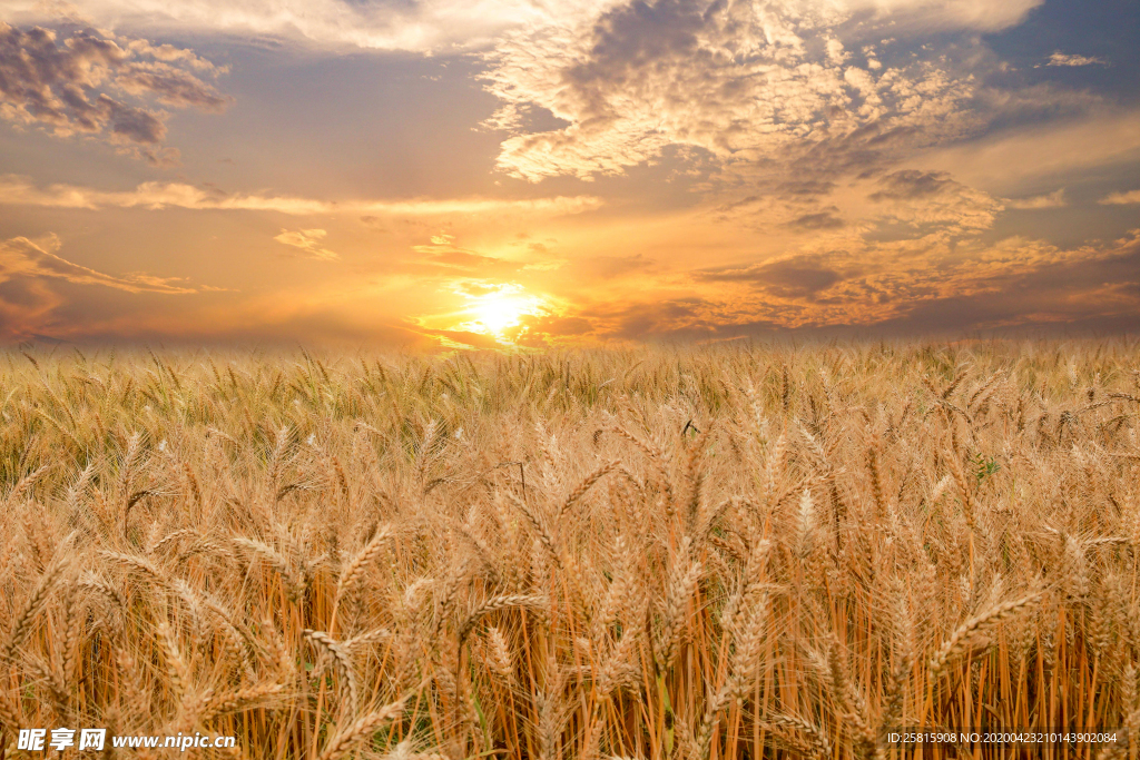 麦田稻田麦穗稻穗图片