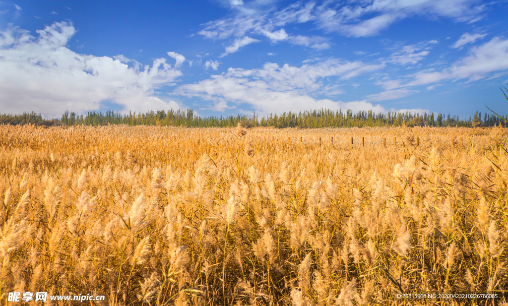 麦田稻田麦穗稻穗图片