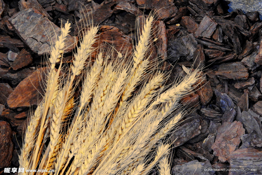 麦田稻田麦穗稻穗图片