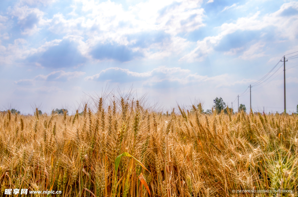 麦田稻田麦穗稻穗图片