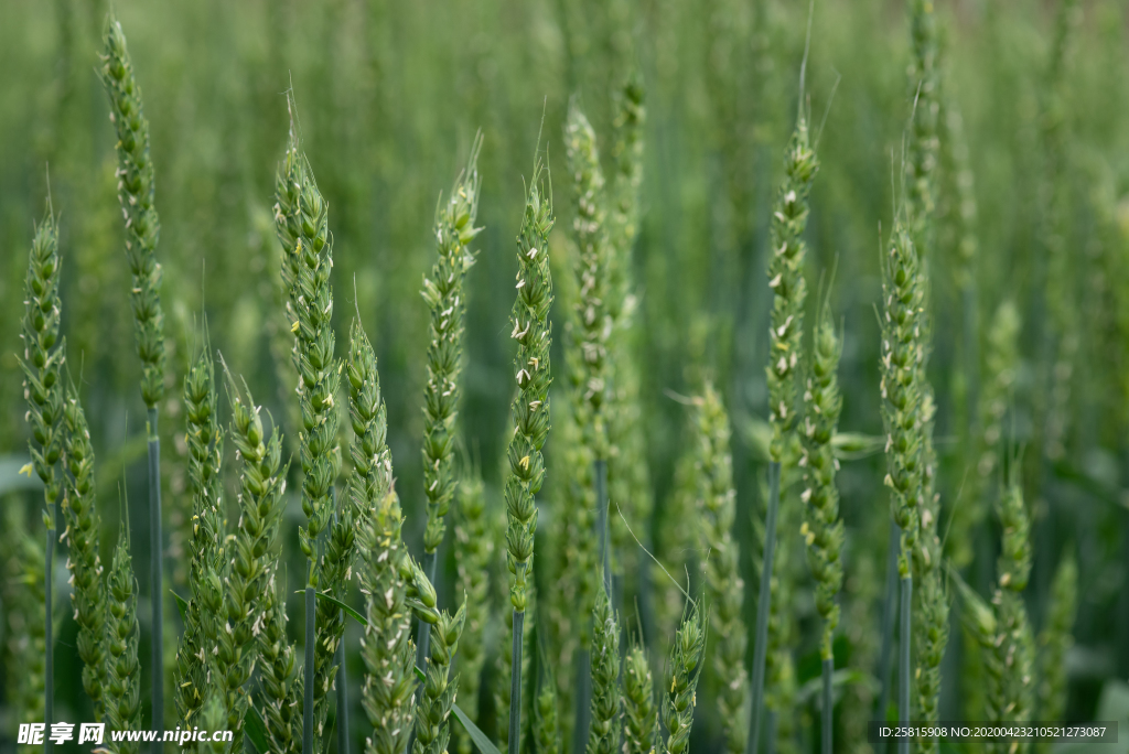 麦田稻田麦穗稻穗图片