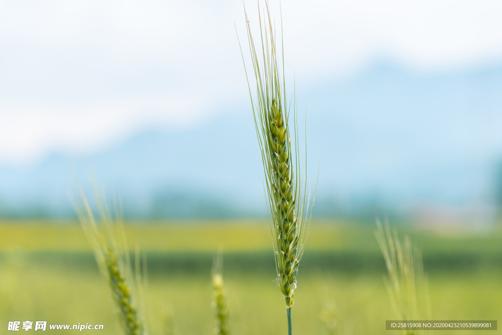 麦田稻田麦穗稻穗图片