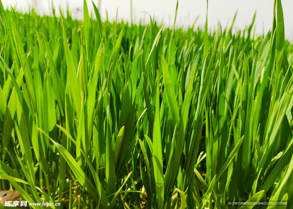 麦田稻田麦穗稻穗图片