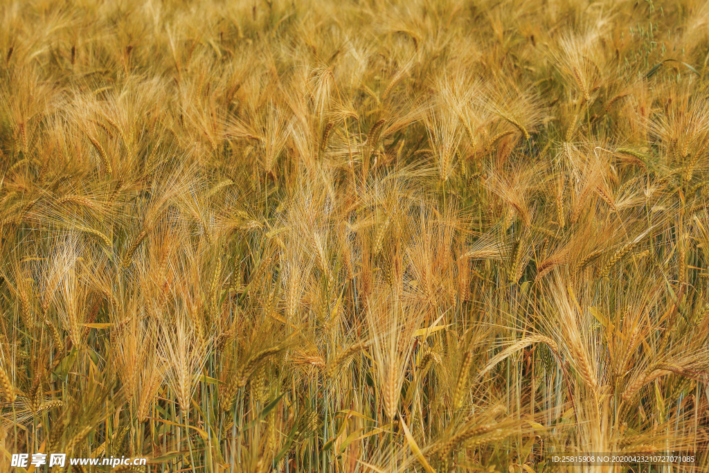 麦田稻田麦穗稻穗图片