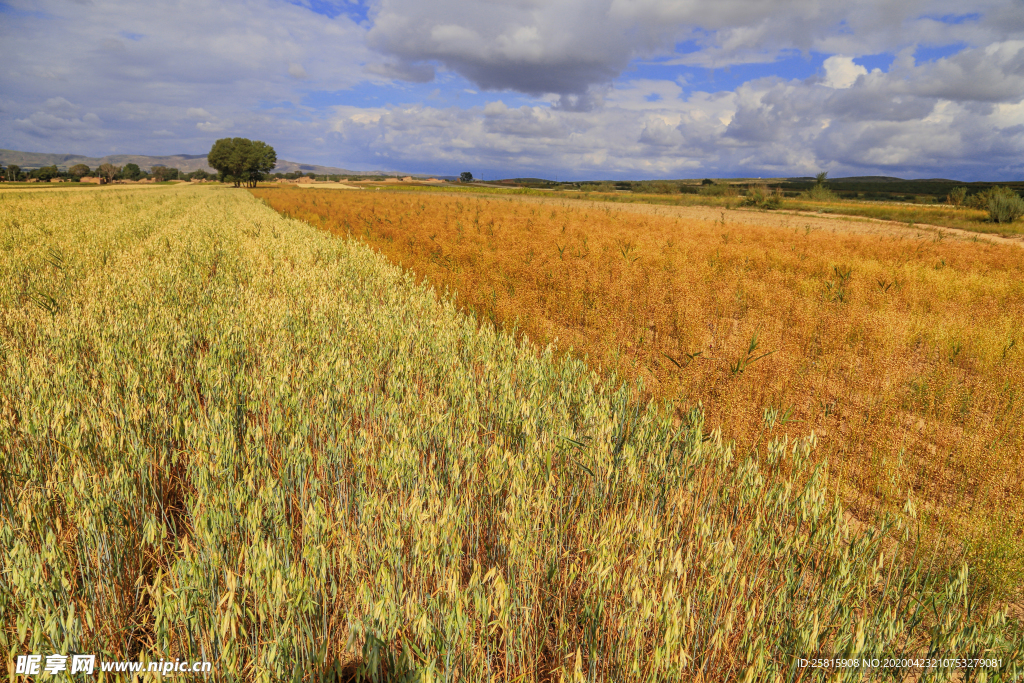 麦田稻田麦穗稻穗图片