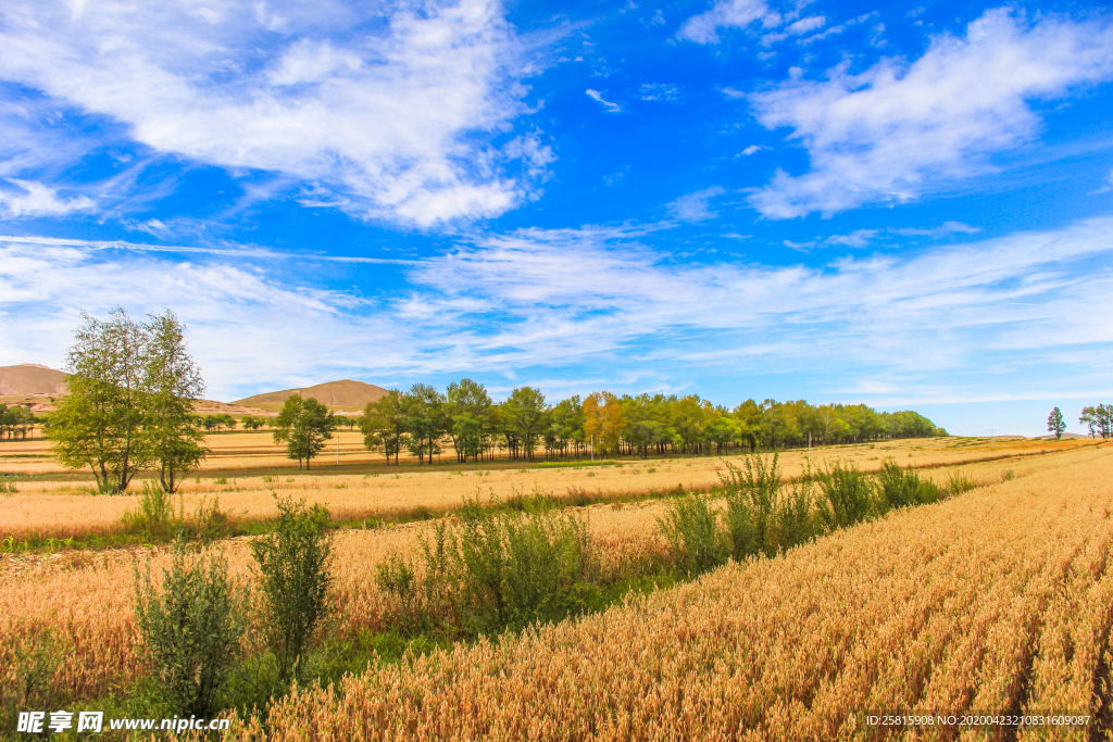 麦田稻田麦穗稻穗图片