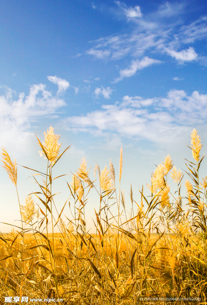 麦田稻田麦穗稻穗图片
