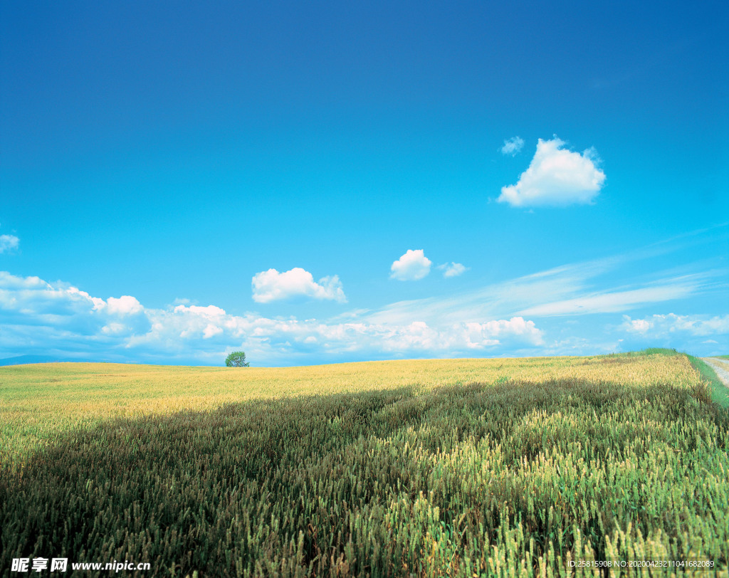 麦田稻田麦穗稻穗图片
