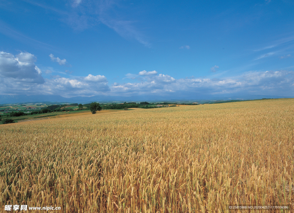 麦田稻田麦穗稻穗图片