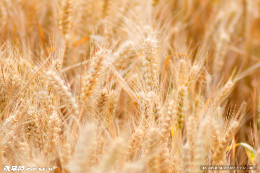 麦田稻田麦穗稻穗图片