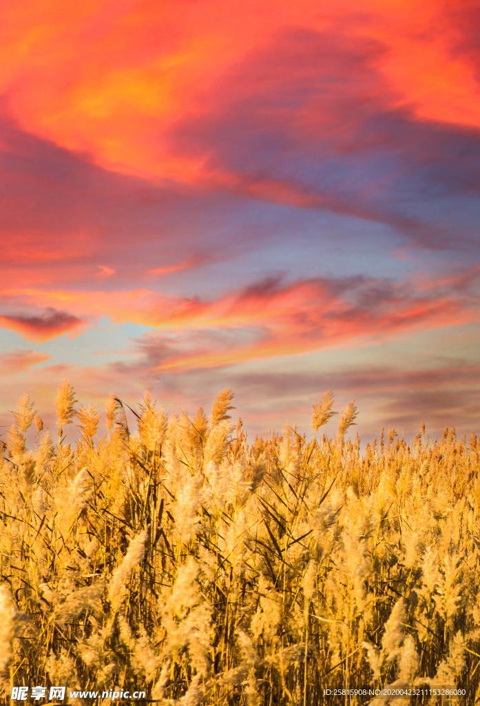 麦田稻田麦穗稻穗图片
