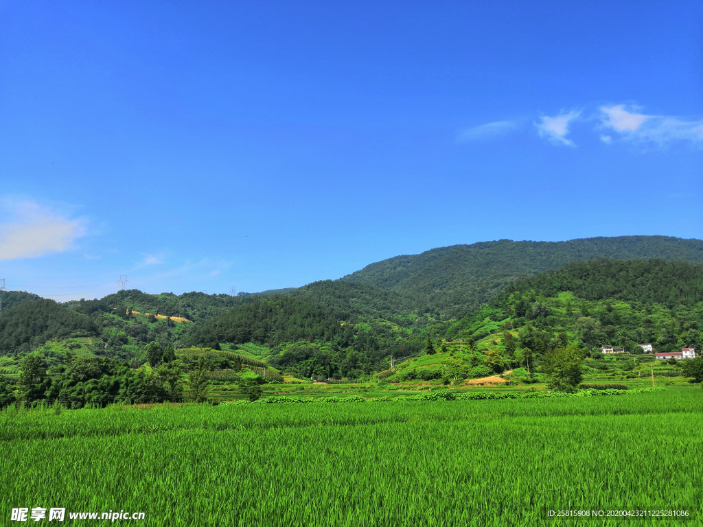 麦田稻田麦穗稻穗图片