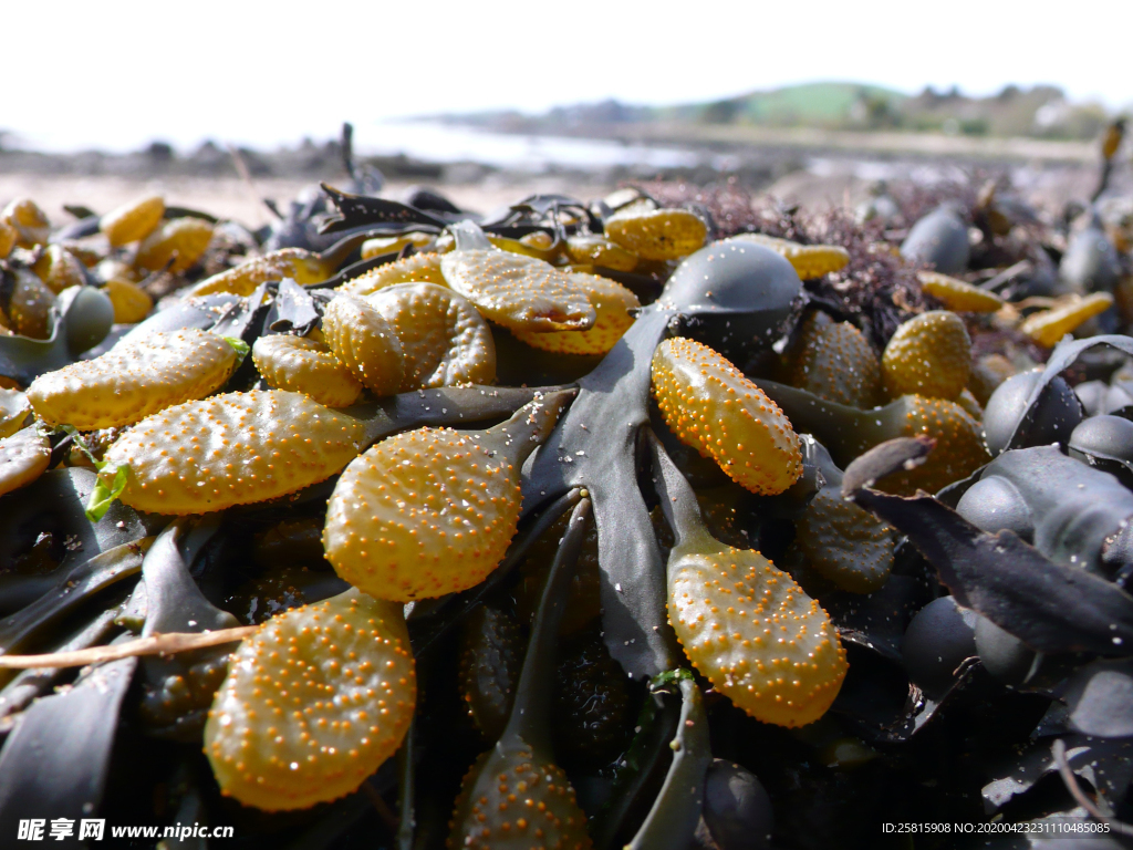 海带丝海带片海带卷图片