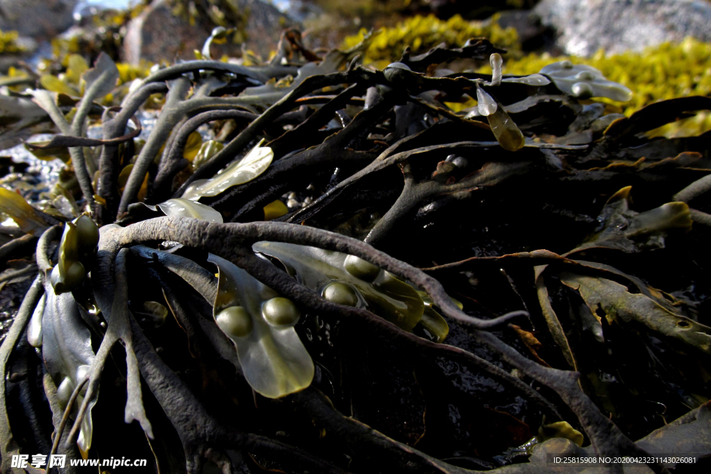 海带丝海带片海带卷图片