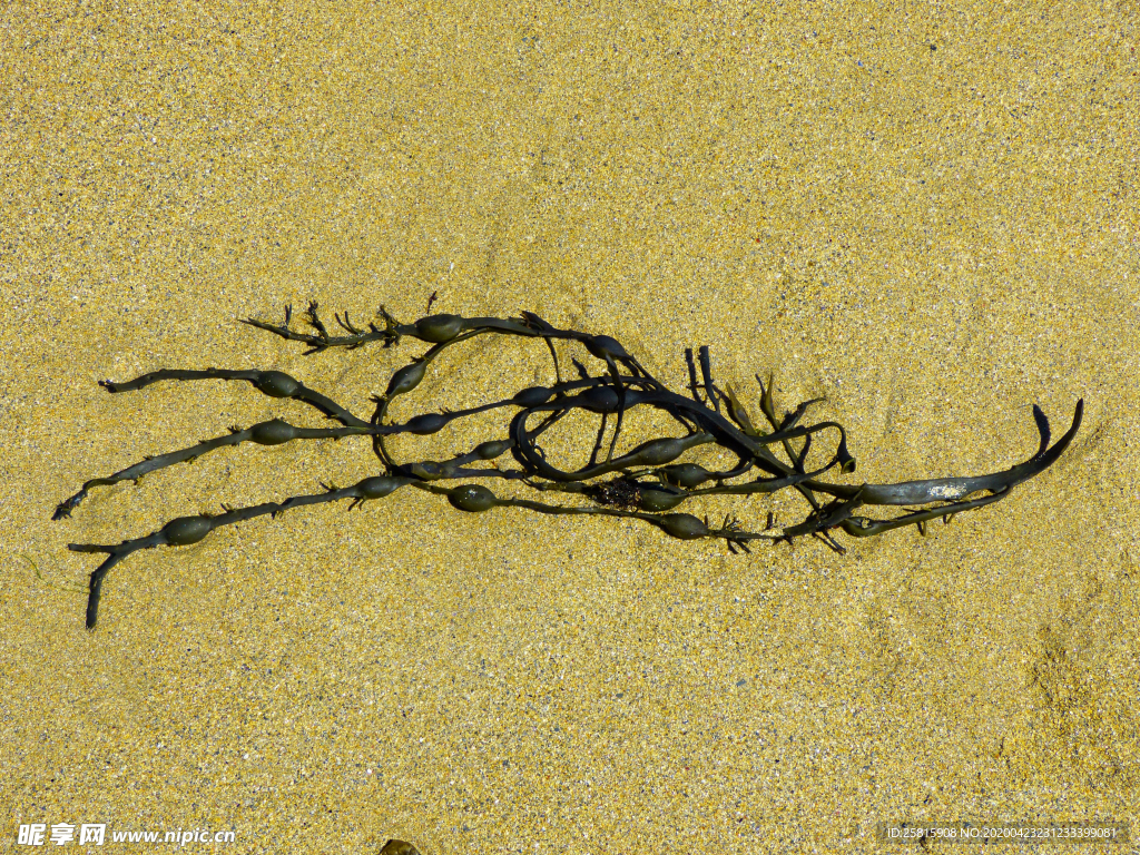 海带丝海带片海带卷图片