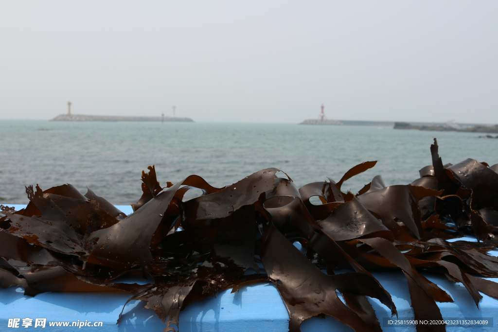 海带丝海带片海带卷图片
