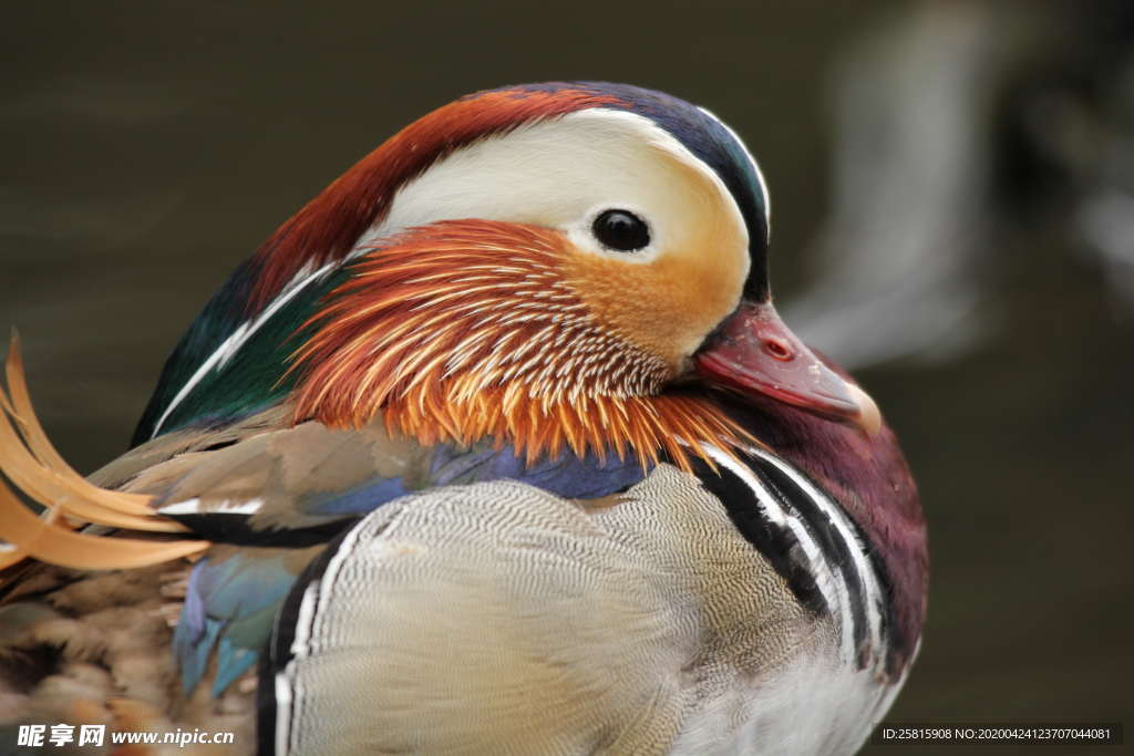 鸳鸯空山鸟语图片