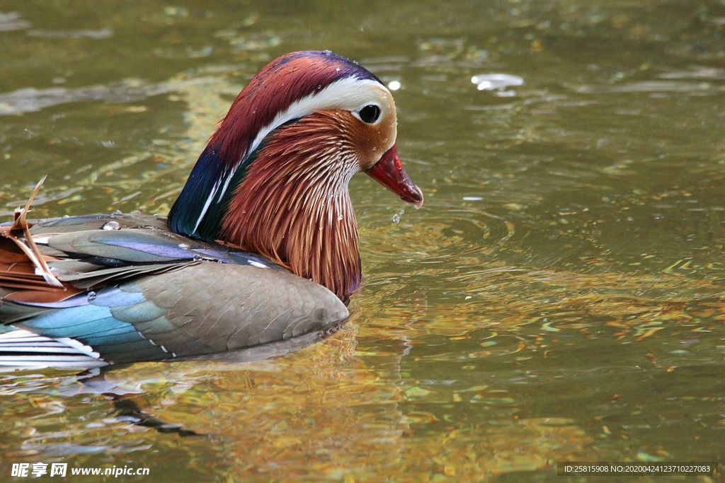 鸳鸯空山鸟语图片
