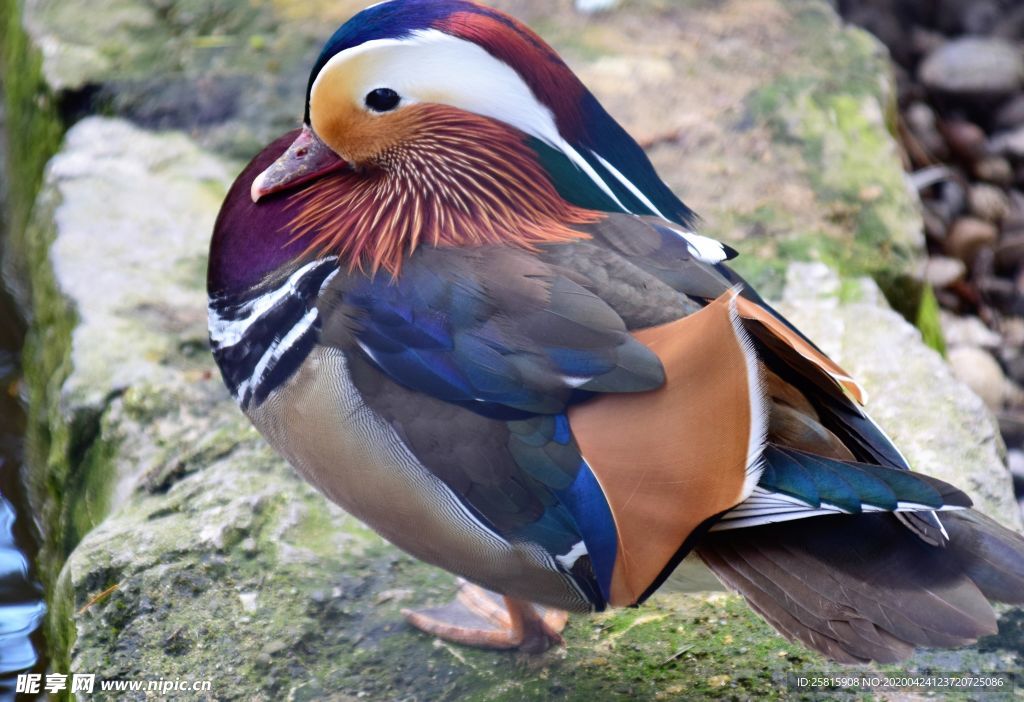 鸳鸯空山鸟语图片