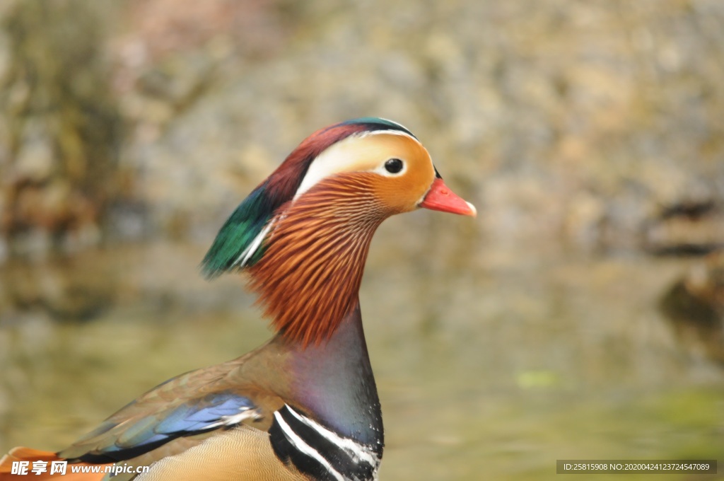 鸳鸯空山鸟语图片