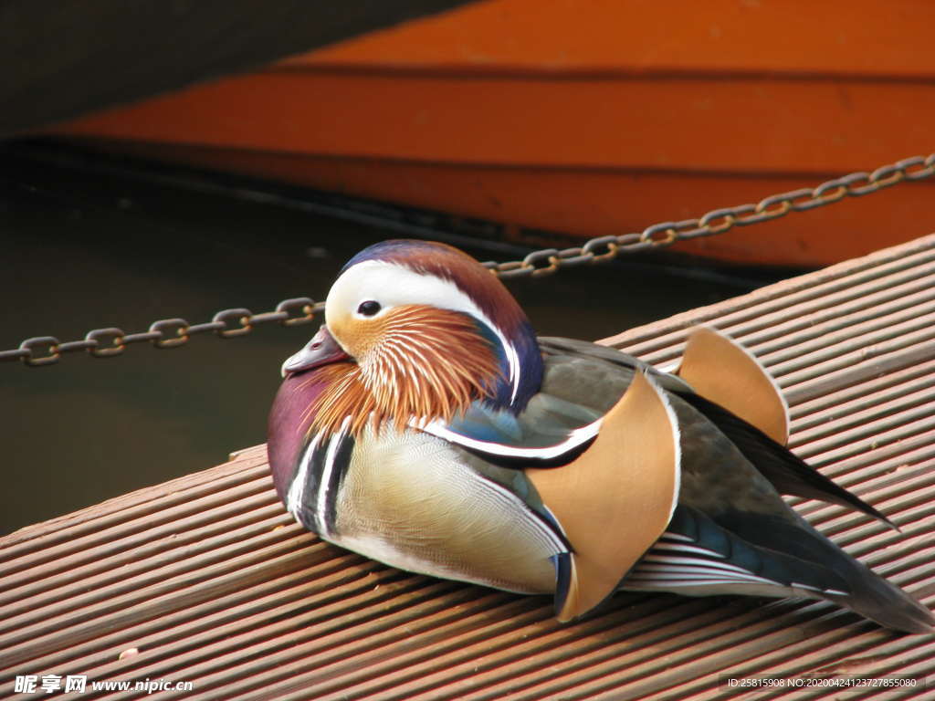 鸳鸯空山鸟语图片