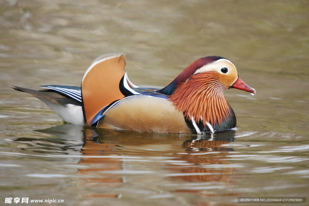 鸳鸯空山鸟语图片