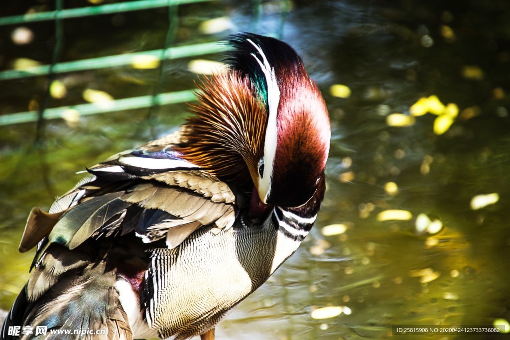 鸳鸯空山鸟语图片