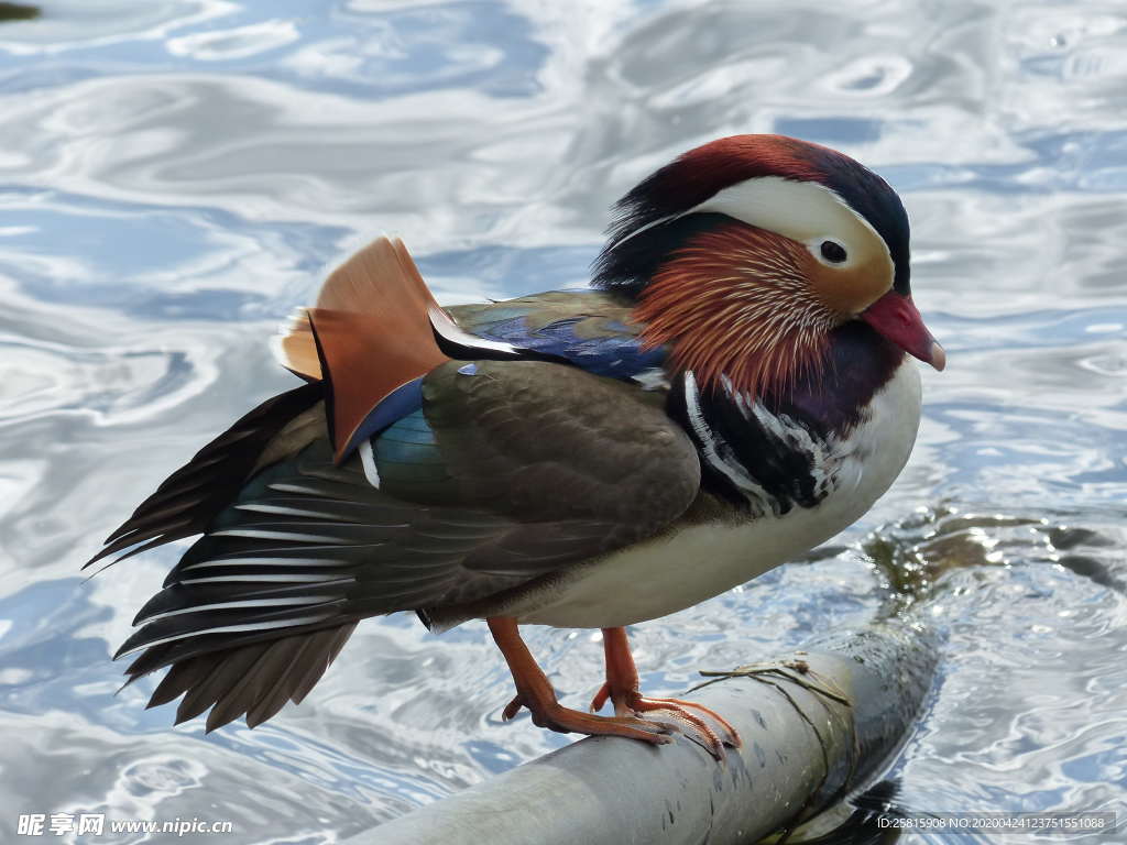 鸳鸯空山鸟语图片