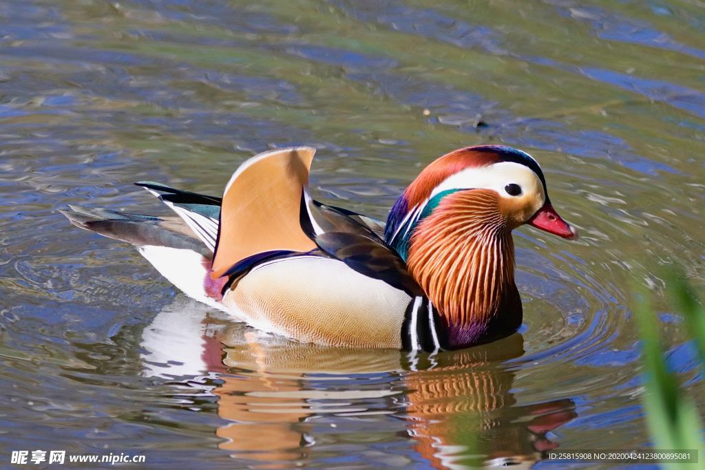 鸳鸯空山鸟语图片
