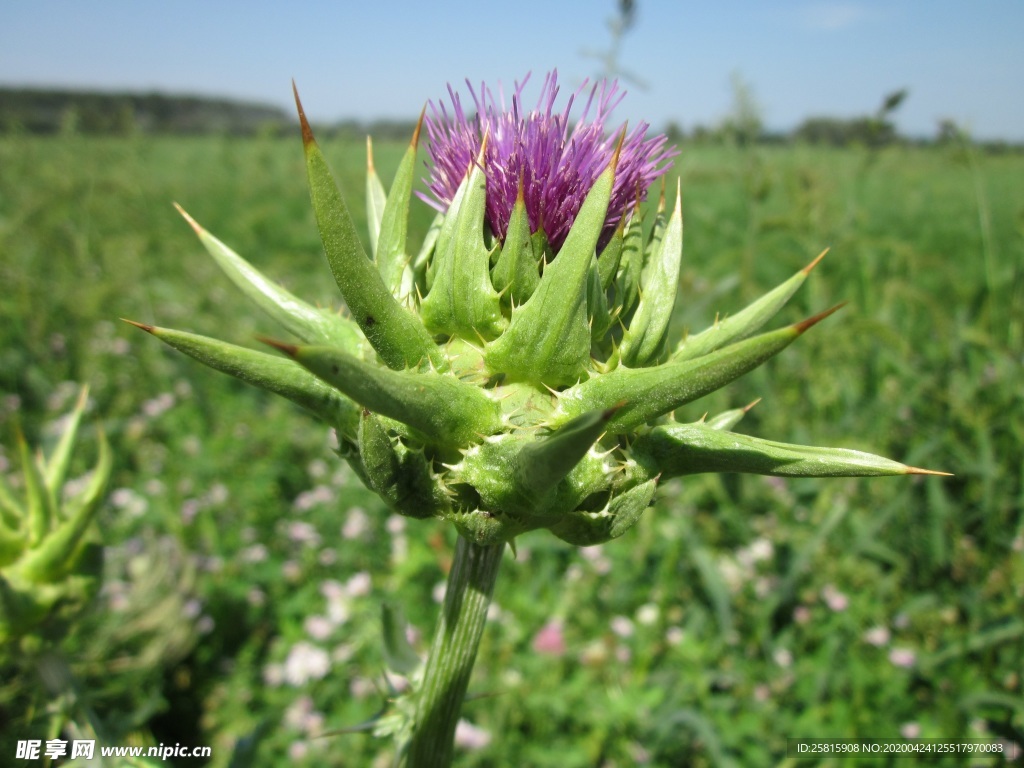 水飞蓟唯美图片
