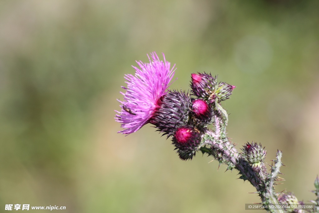 水飞蓟唯美图片