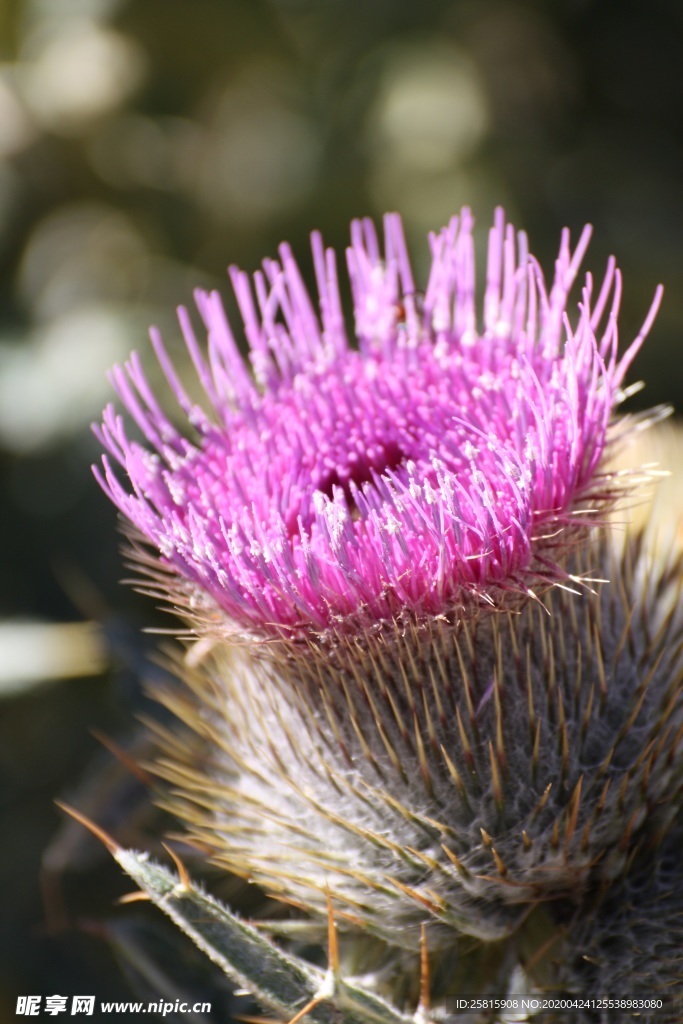 水飞蓟唯美图片