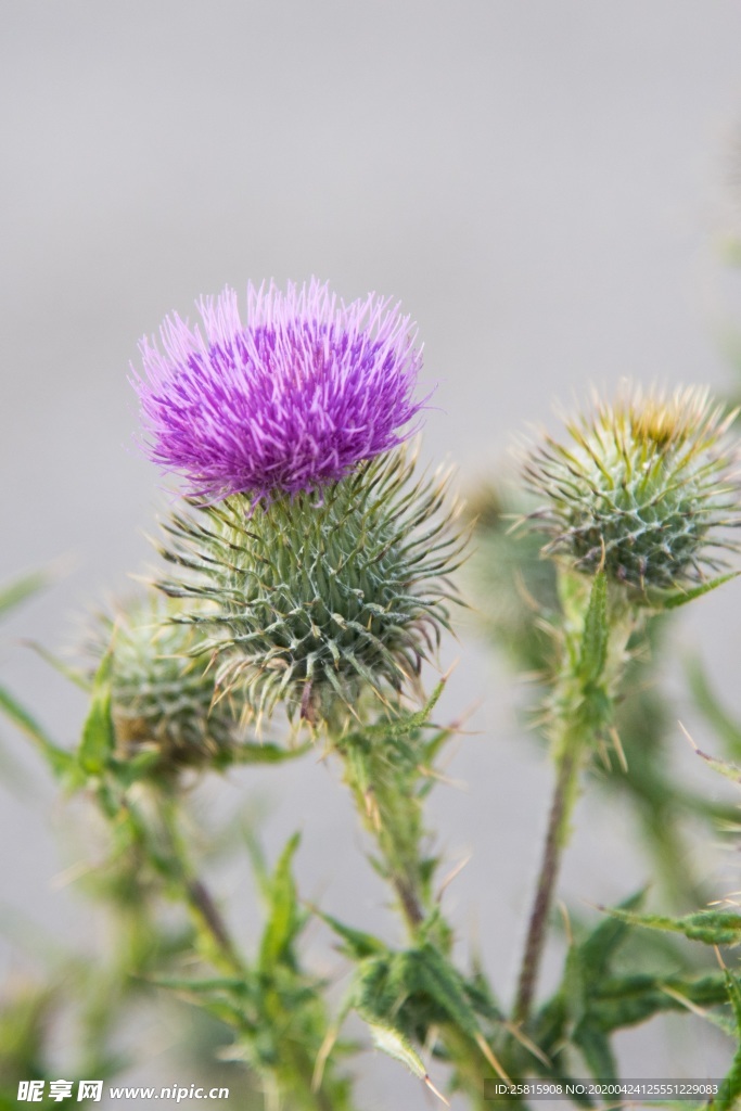 水飞蓟唯美图片