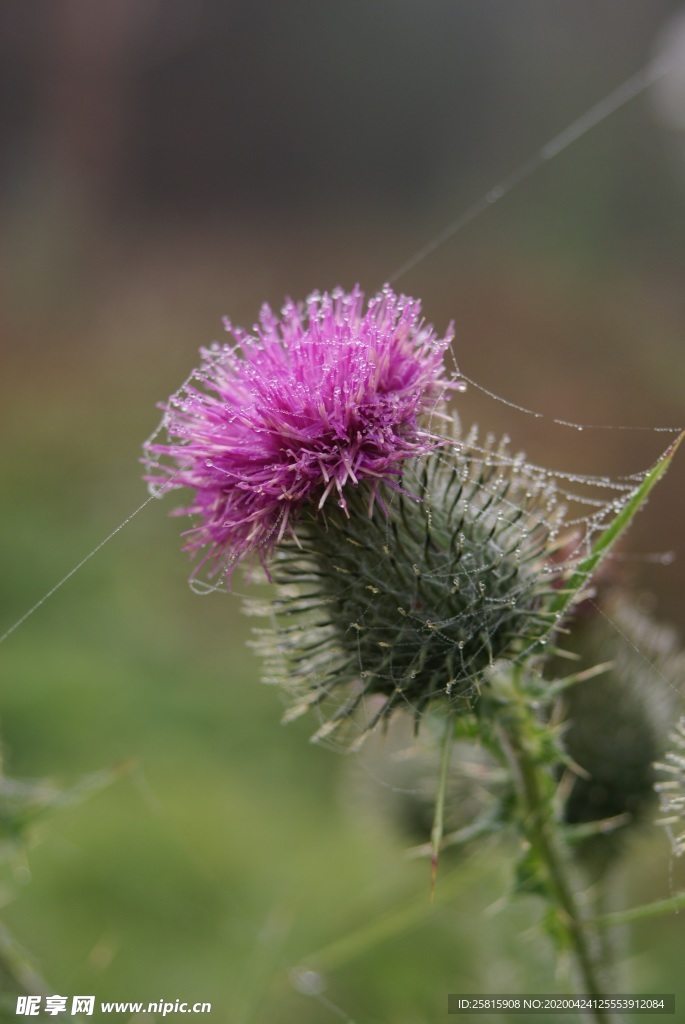 清新 唯美 花朵 花儿鲜花 花