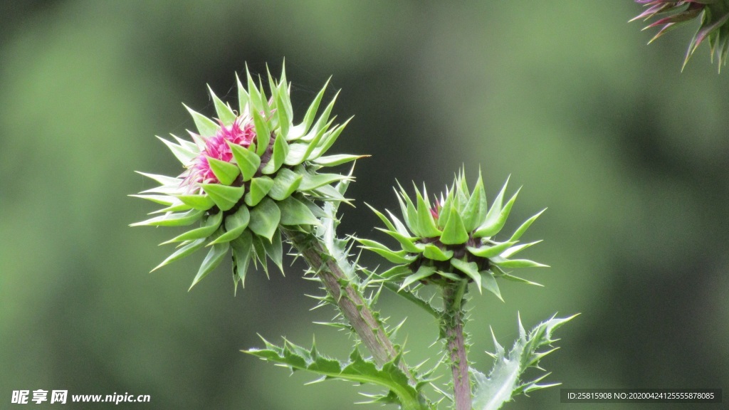 清新 唯美 花朵 花儿鲜花 花