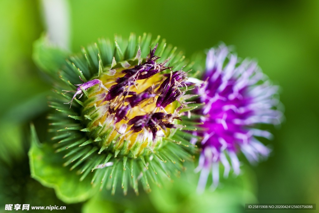 水飞蓟唯美图片