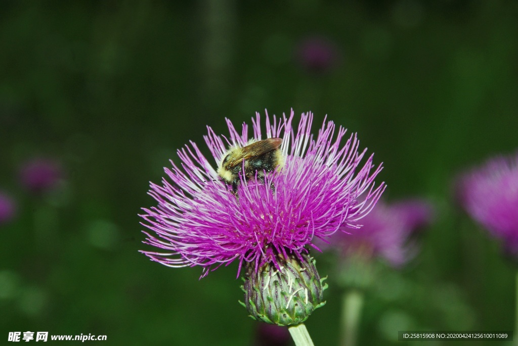 水飞蓟唯美图片