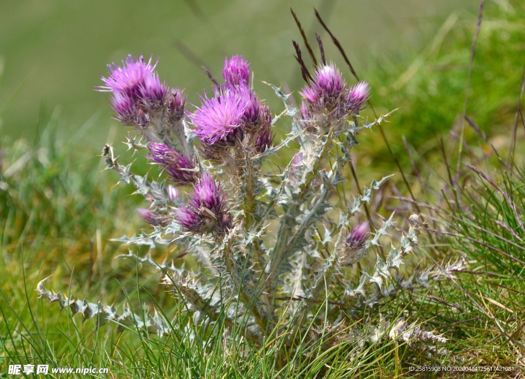水飞蓟唯美图片