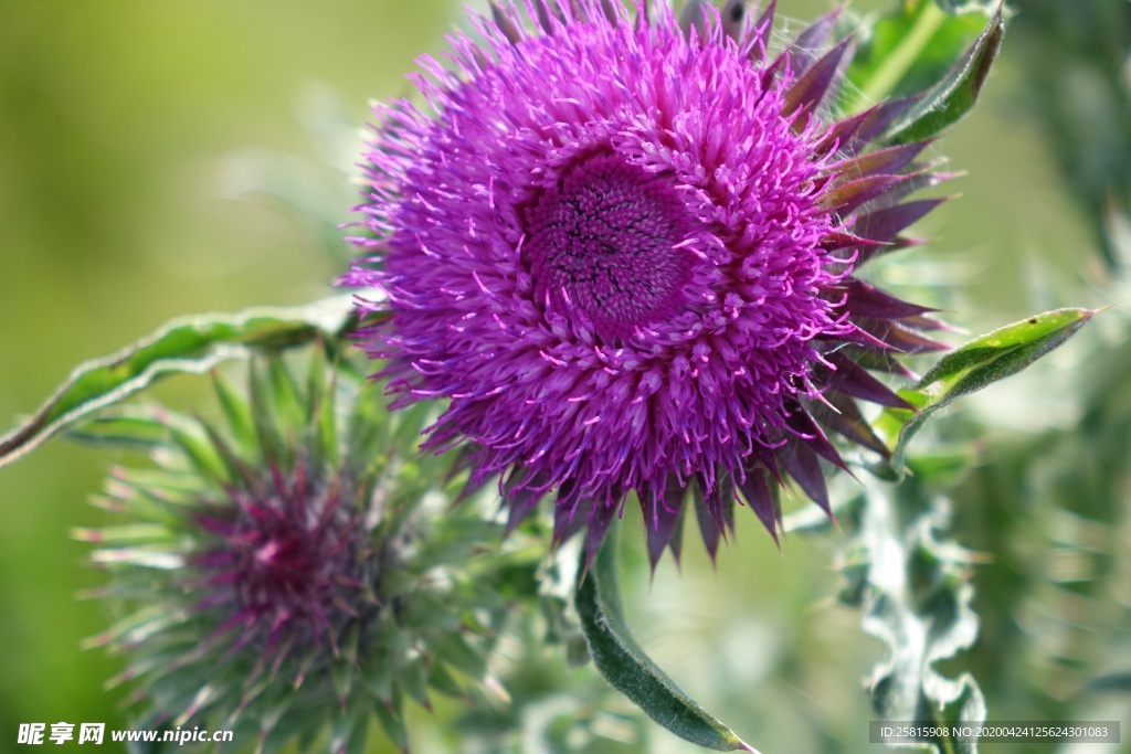 水飞蓟唯美图片