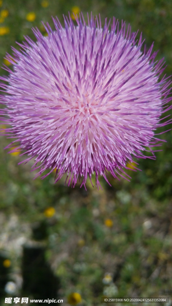 水飞蓟唯美图片