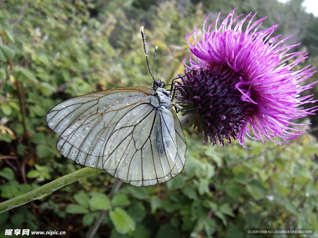 水飞蓟唯美图片