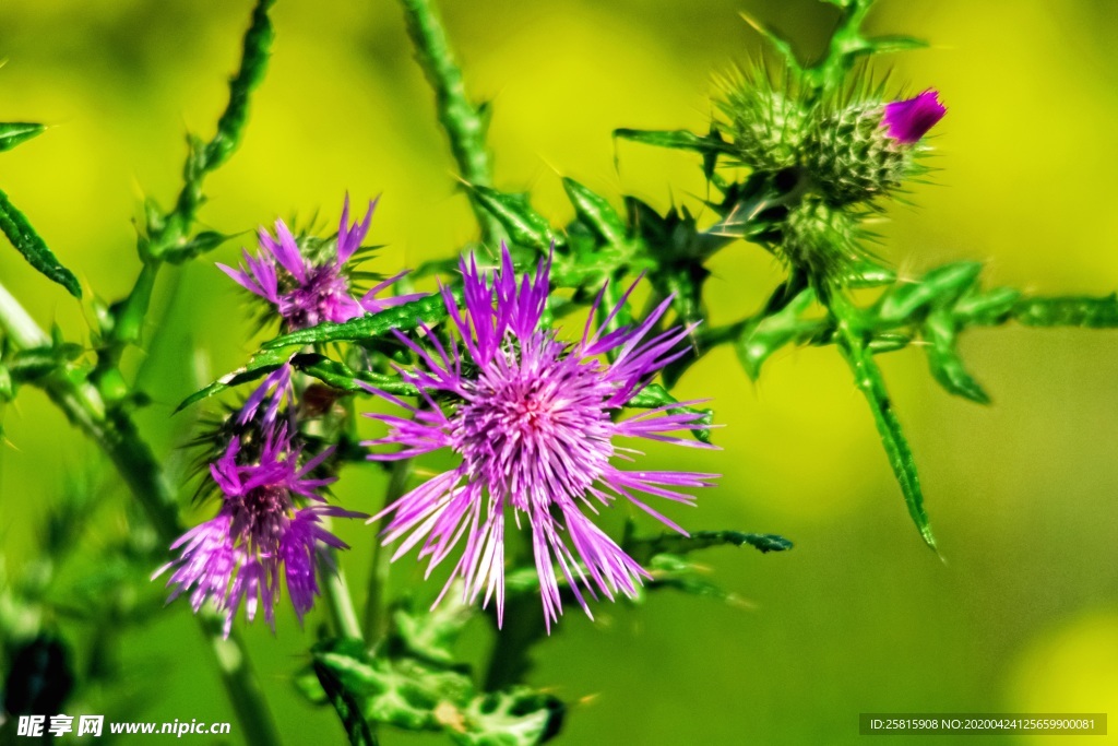 水飞蓟唯美图片