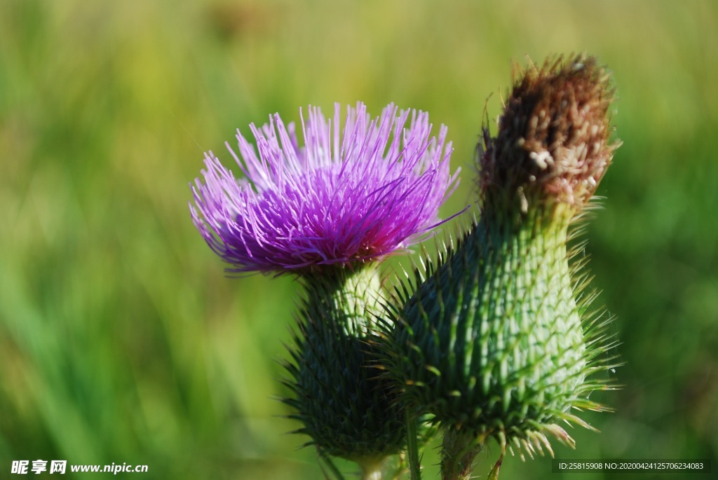 水飞蓟唯美图片